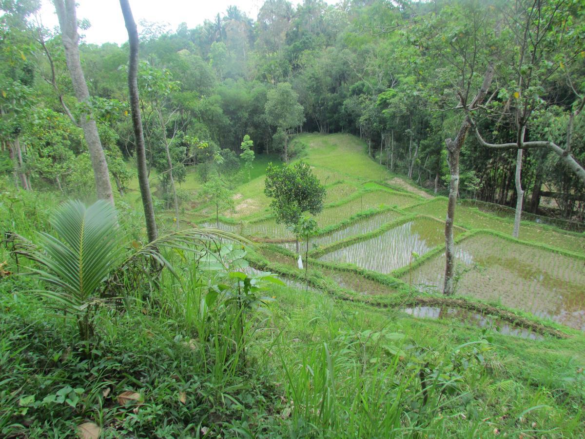 Tetebatu Terrace Homestay Exteriér fotografie